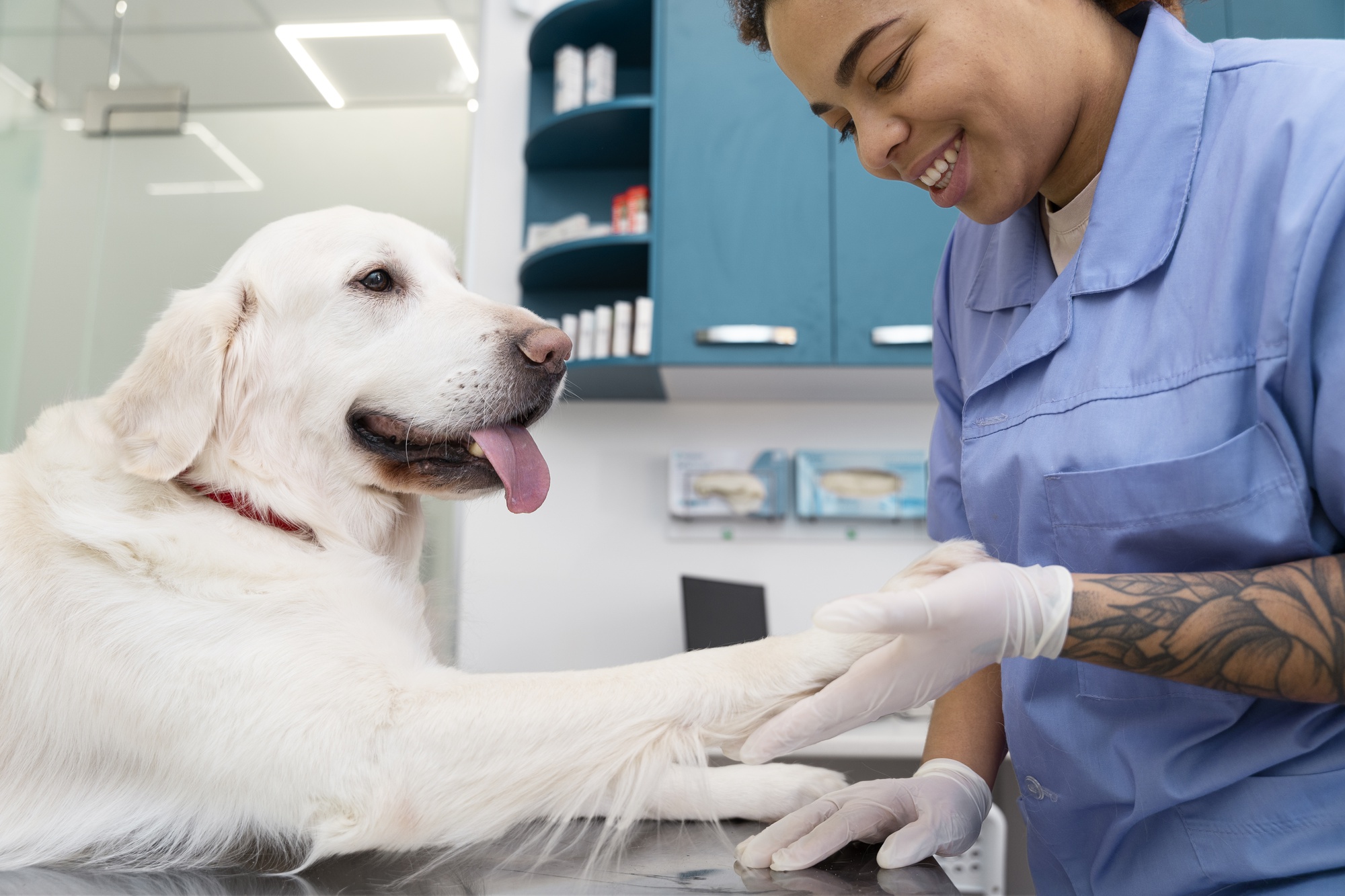 Veterinária com cão da raça labrador